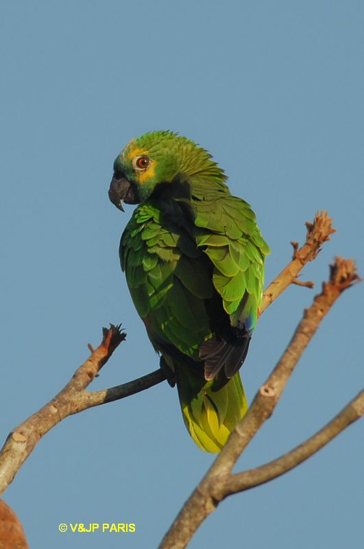 Amazona aestiva