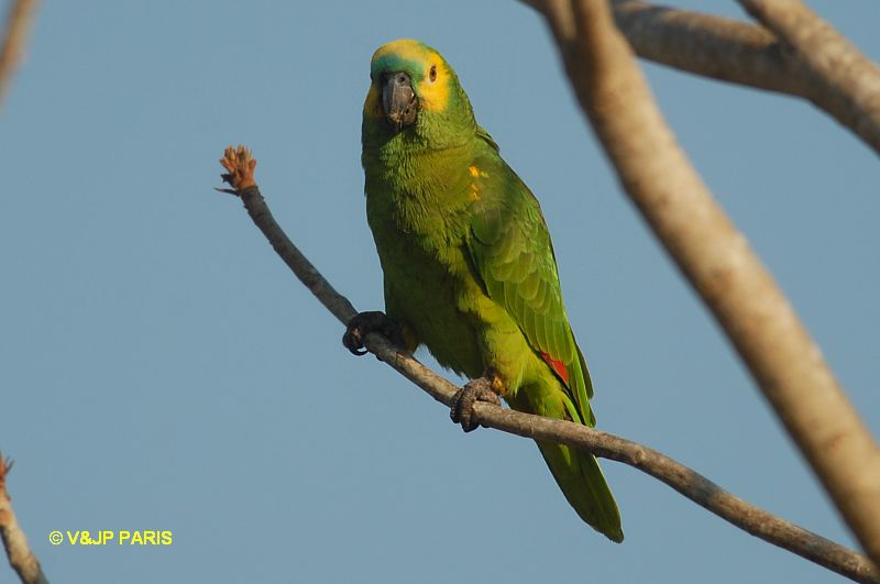 Amazona aestiva
