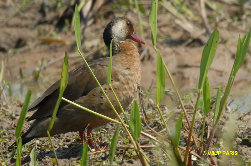 Amazonetta brasiliensis