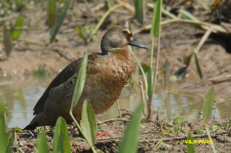 Amazonetta brasiliensis
