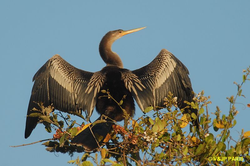 Anhinga anhinga