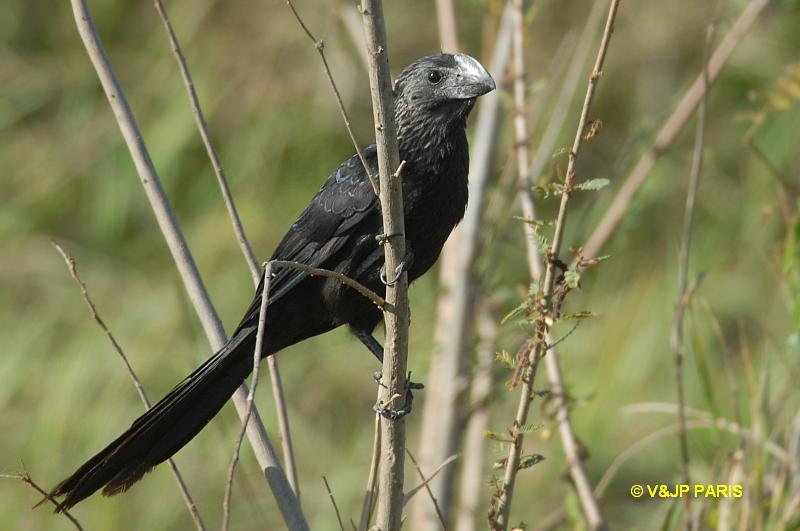 Crotophaga ani
