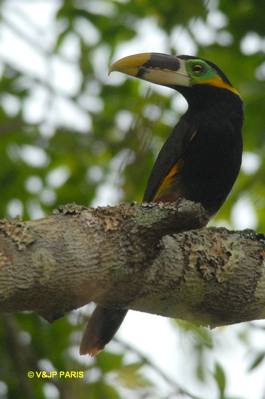 Selenidera gouldii