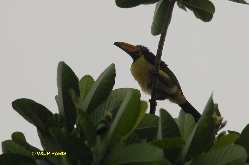 Pteroglossus inscriptus