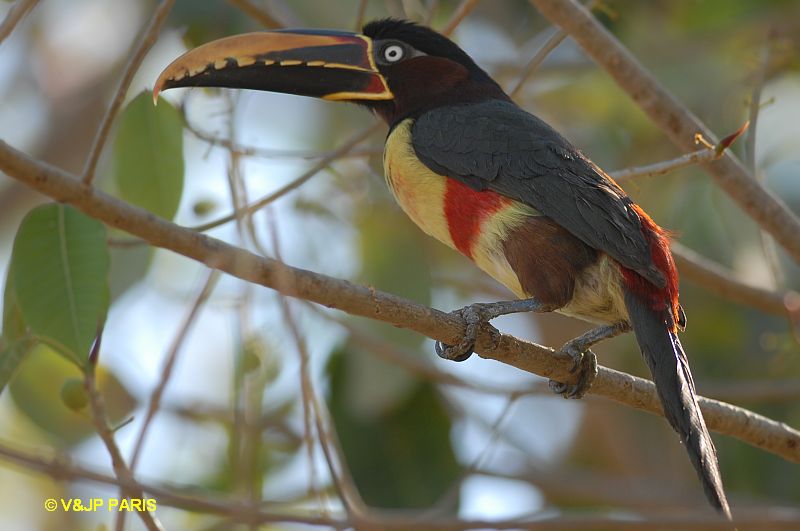 Pteroglossus castanotis