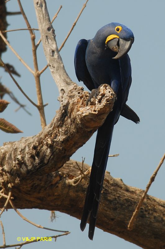 Anodorhynchus hyacinthinus
