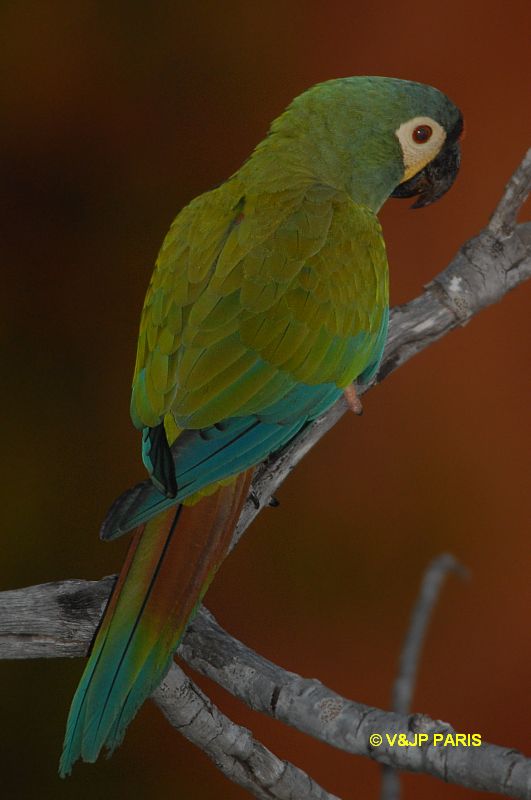 Primolius maracana