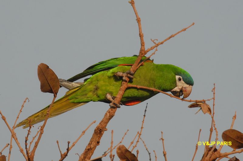 Diopsittaca nobilis