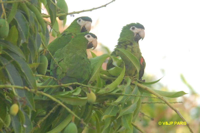 Diopsittaca nobilis