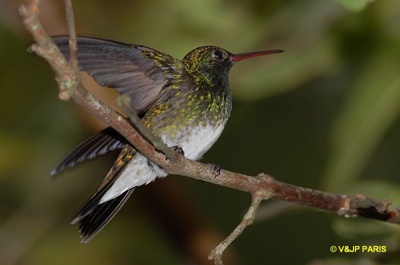 Amazilia fimbriata