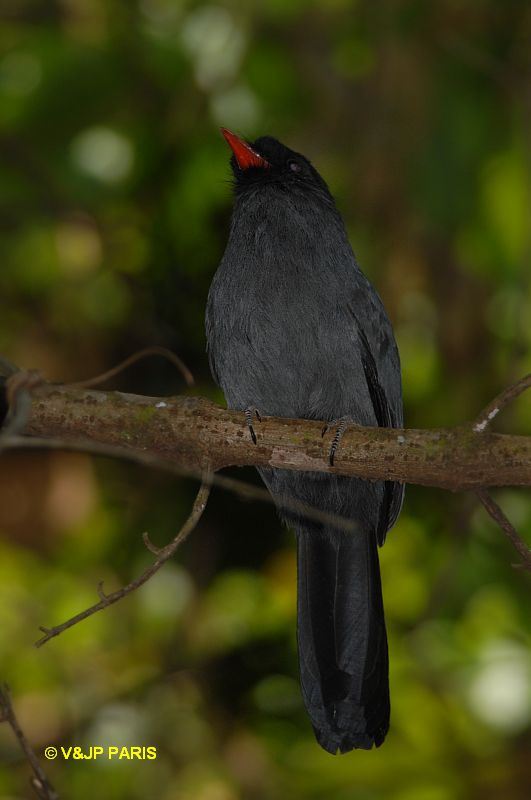 Monasa nigrifrons