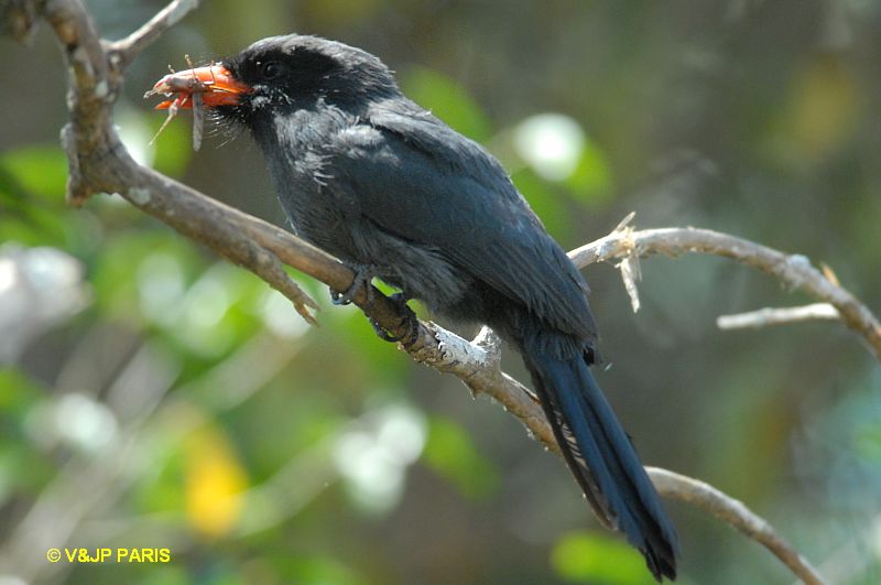 Monasa nigrifrons