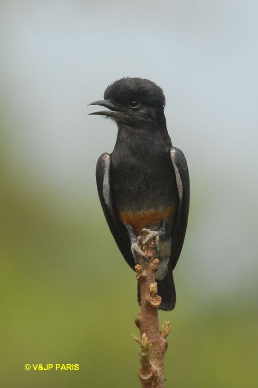 Chelidoptera tenebrosa
