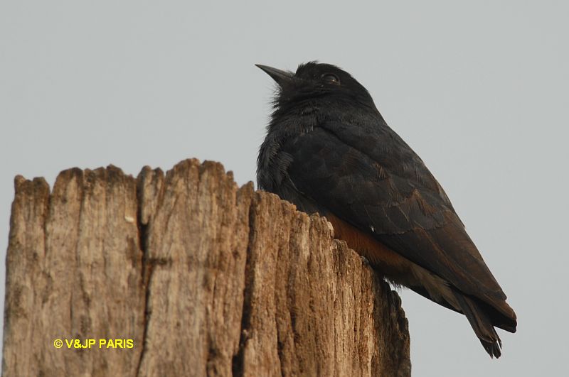 Chelidoptera tenebrosa
