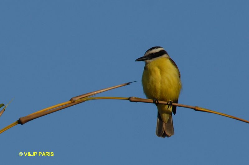 Pitangus sulphuratus