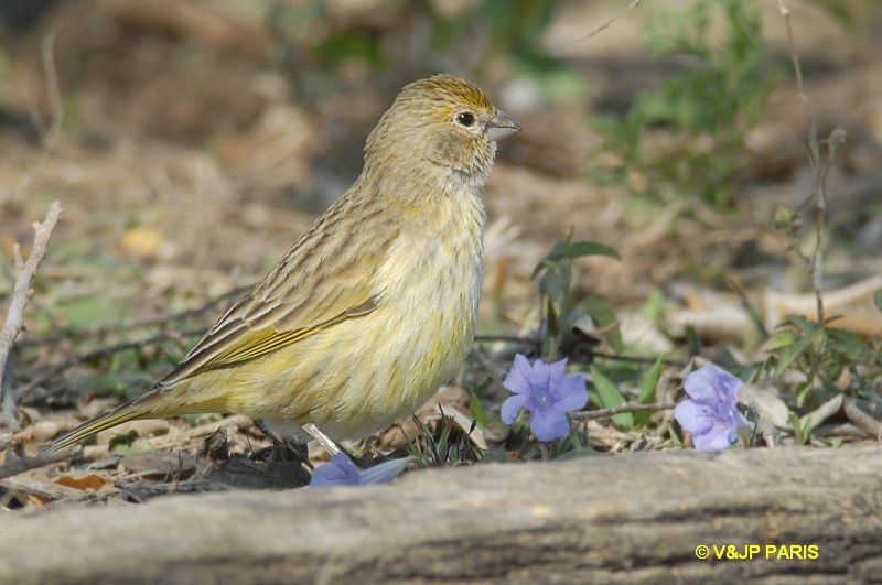 Sicalis flaveola