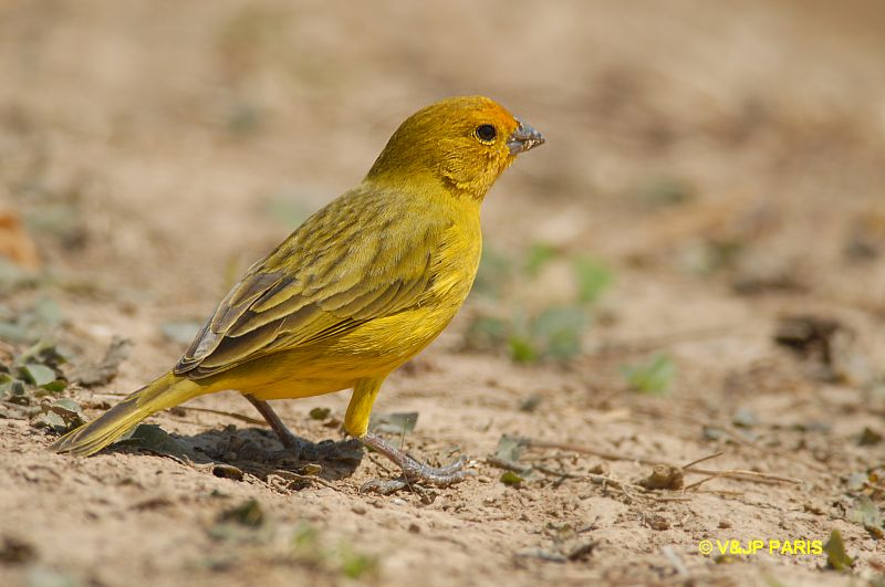 Sicalis flaveola