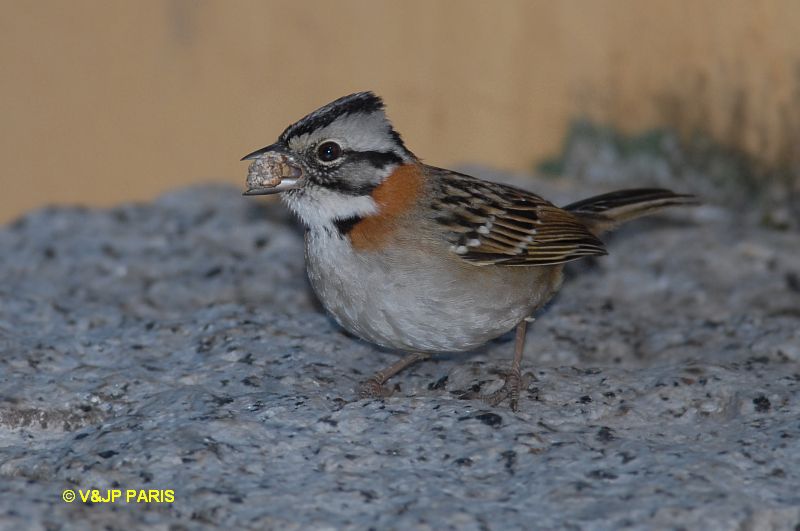 Zonotrichia capensis