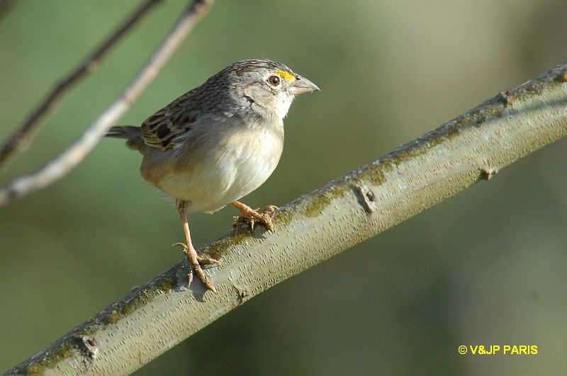 Ammodramus humeralis
