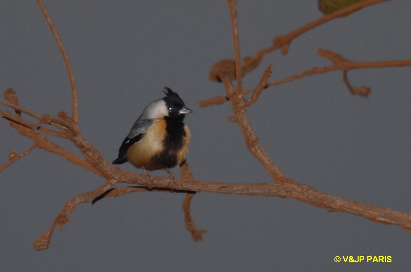 Charitospiza eucosma