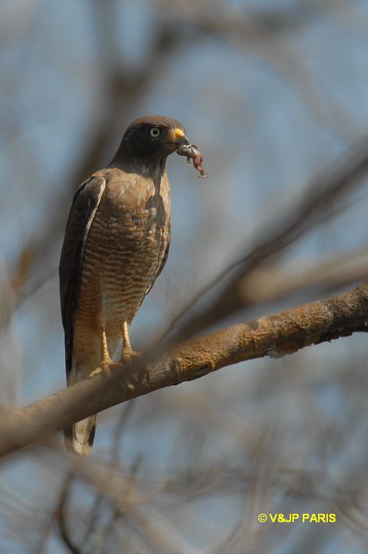 Rupornis magnirostris