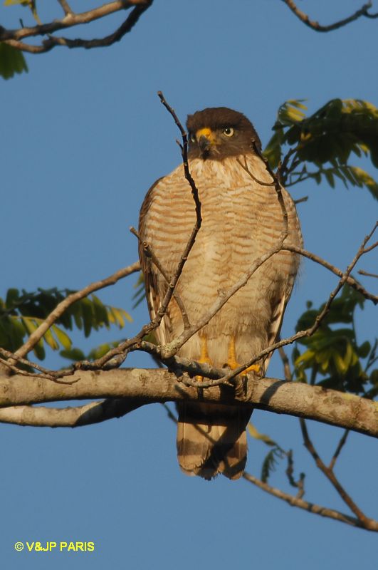 Rupornis magnirostris