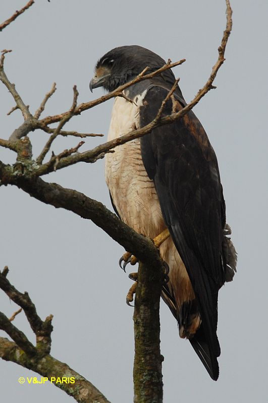 Geranoaetus albicaudatus
