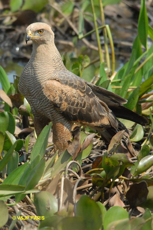 Buteogallus meridionalis