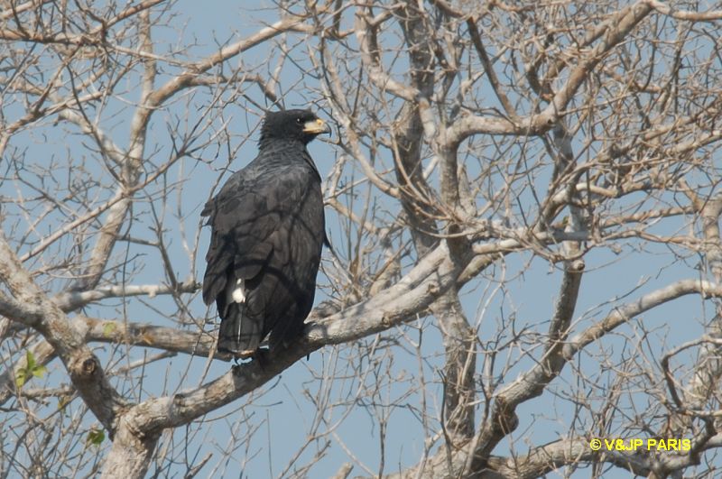 Buteogallus urubitinga