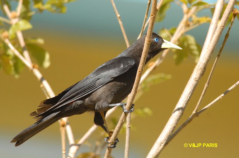 Cacicus haemorrhous