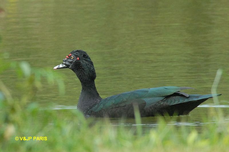 Cairina moschata