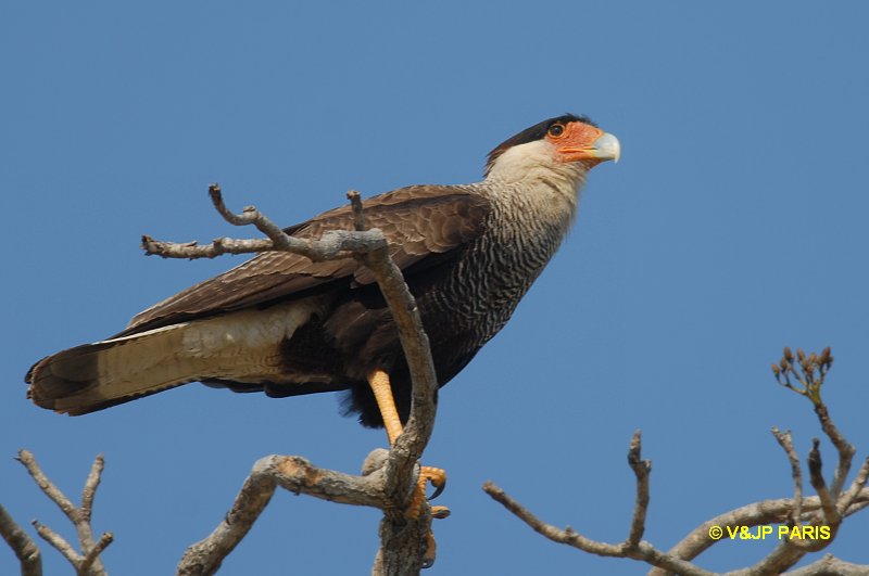 Caracara plancus