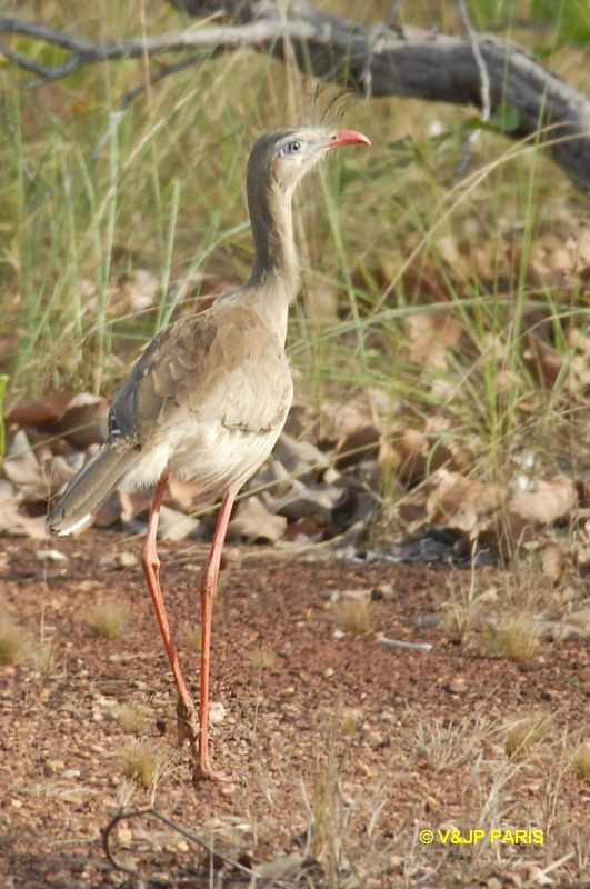 Cariama cristata