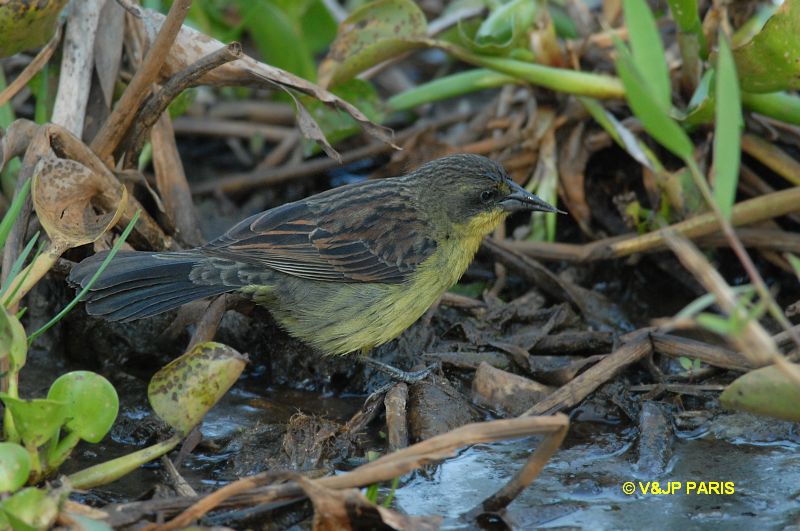 Agelasticus cyanopus