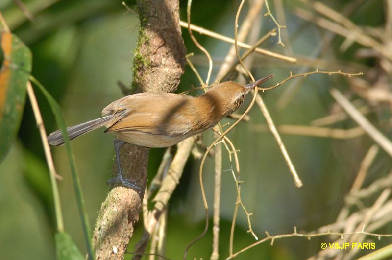 Ramphocaenus melanurus