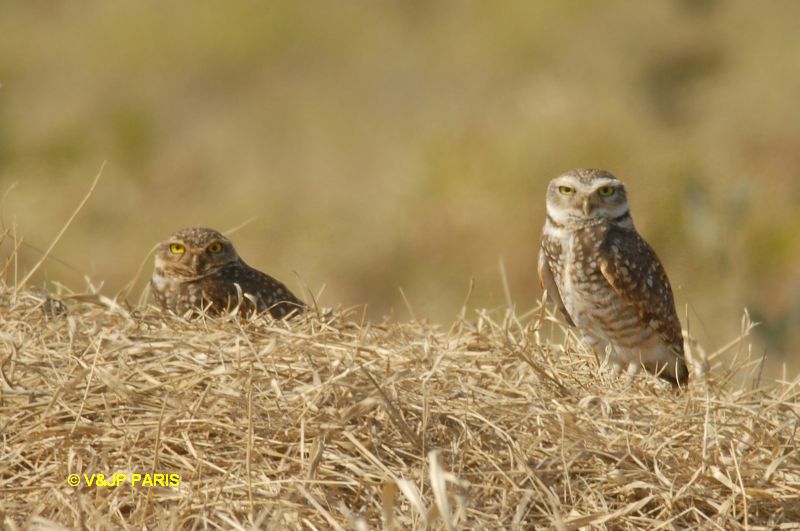 Athene cunicularia