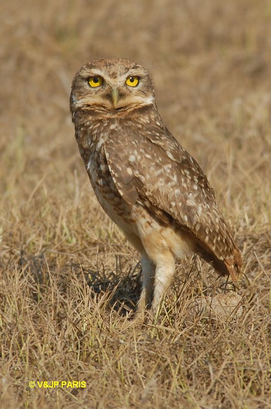 Athene cunicularia