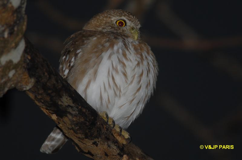 Glaucidium brasilianum