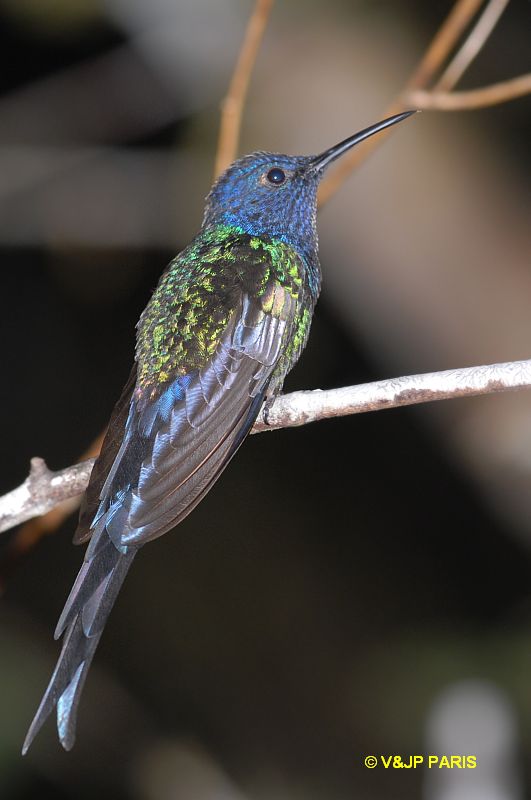Eupetomena macroura