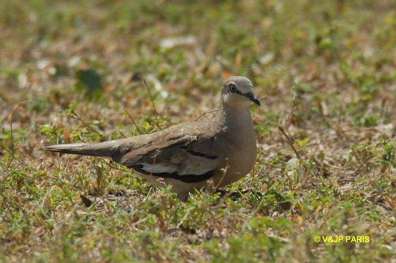 Colombe picui