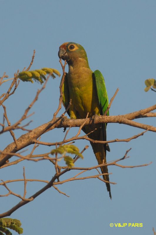 Aratinga aurea