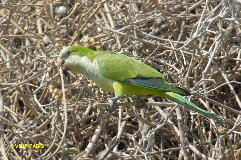 Myiopsitta monachus