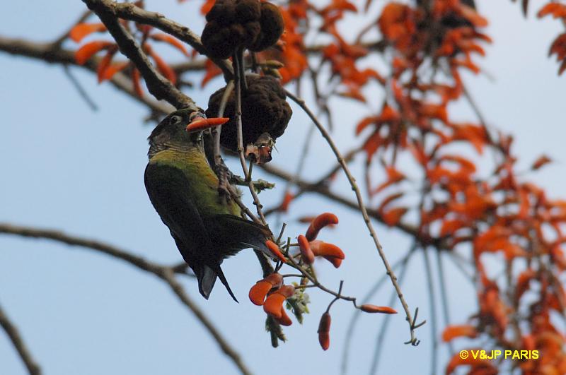 Pyrrhura frontalis