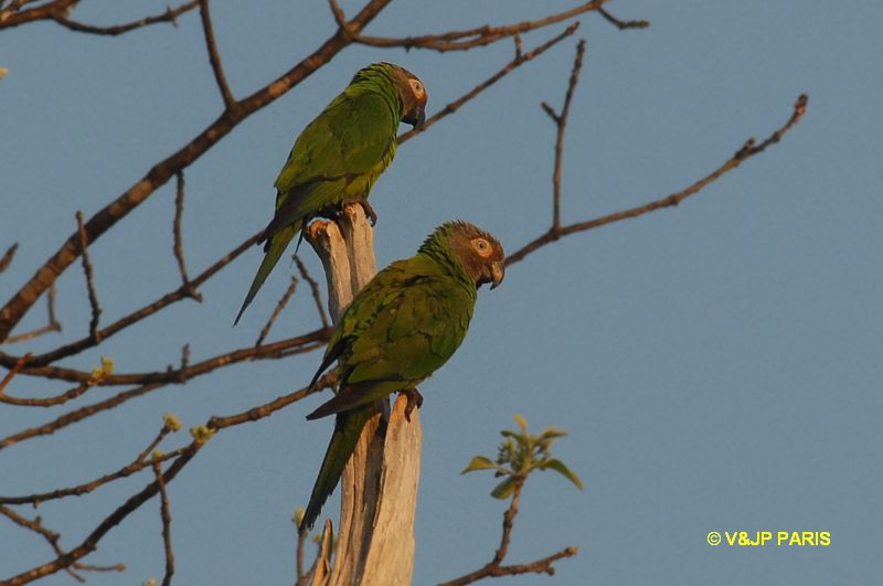 Conure de Weddell