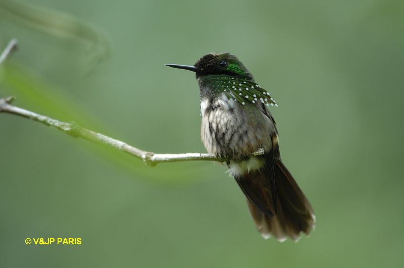 Lophornis chalybeus