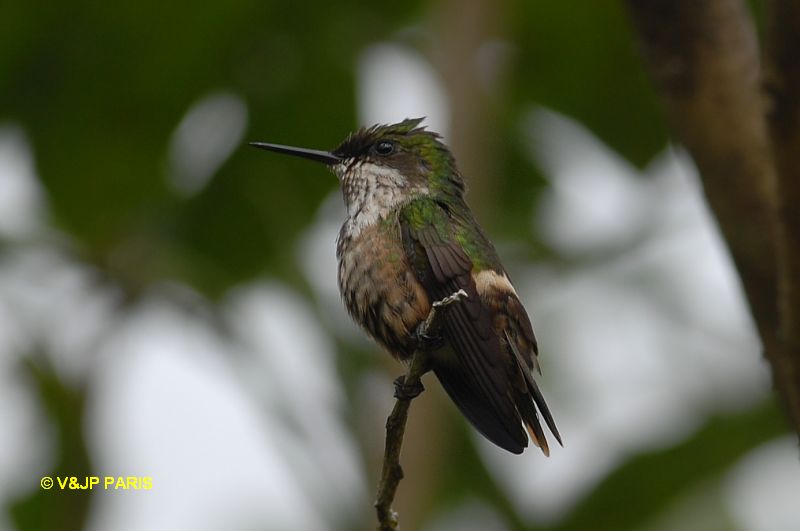 Lophornis chalybeus