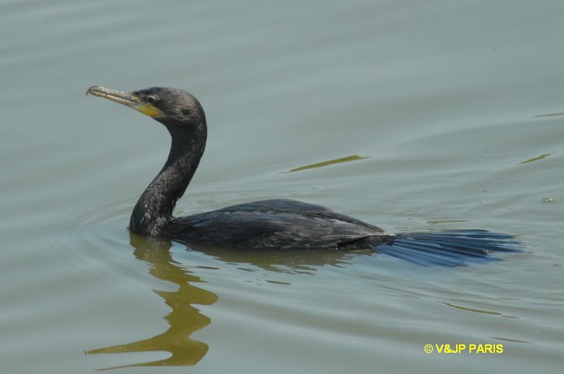Phalacrocorax brasilianus