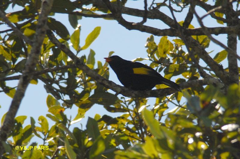 Tijuca atra