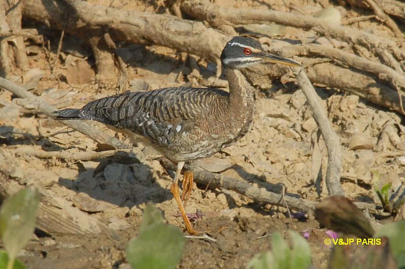 Eurypyga helias