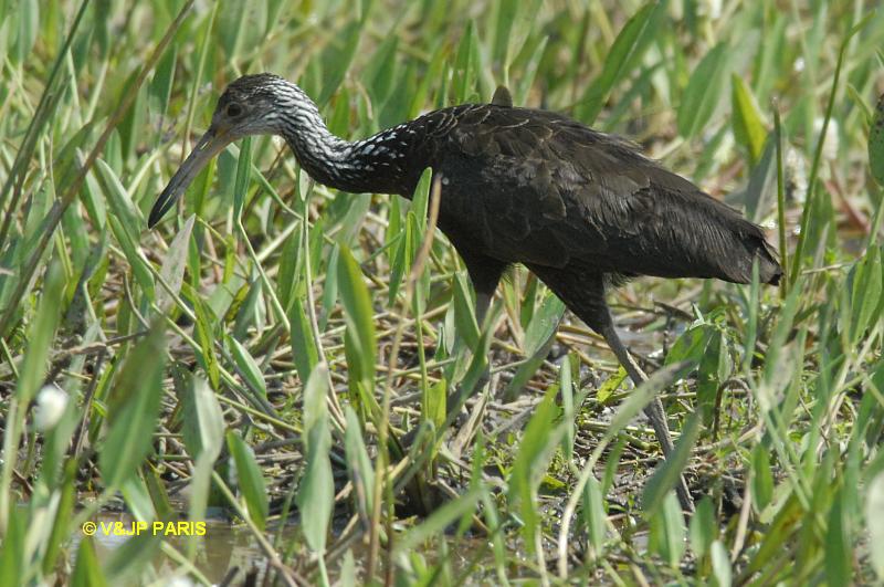 Aramus guarauna